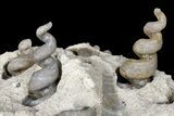 Fluorescent Fossil Gastropods in Limestone - Russia #174902-3